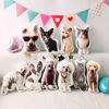 Picture of Custom 3D Pet Pillow - Personalize With Your Lovely Pet