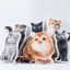 Picture of Custom Cat Face Pillow For Gift