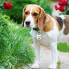 Picture of Personalized Tag for Pets With Multiple Shapes & Colors - Customized With Telephone Number - Best Gift for Pet Lovers