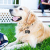 Picture of Personalized Tag for Pets With Multiple Shapes & Colors - Customized With Telephone Number - Best Gift for Pet Lovers