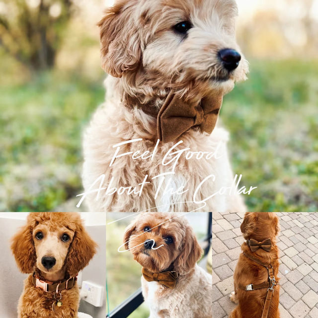 Picture of Personalized Pet Name Collar - Custom Multiple Color Velvet Dog Collar - Engraved Pet Name Tag Metal Buckle - Wedding and Christmas Puppy Gift