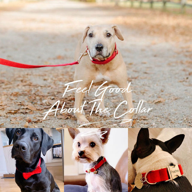 Image de Collier personnalisé avec nom de chien - Ensemble de colliers en velours multicolores personnalisés pour chien - Étiquette de nom d'animal de compagnie gravée avec boucle en métal - Cadeau de mariage et de Noël pour chiot