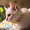 Picture of Custom Black Slide On Dog & Cat Collar Name Tag - Personalized Silent Pet Name Tag with Owner Information