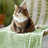 Picture of Custom Embroidered Flannel Blanket for Pets - Custom Dog or Cat Nap Blanket with Name