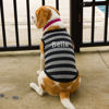 Picture of Custom Embroidered Stripe Clothing for Dog - Personalized Pet Clothing