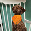 Picture of Custom Embroidered Pet Bandana - Personalized Bib for Dog and Cat with Embroidered Name