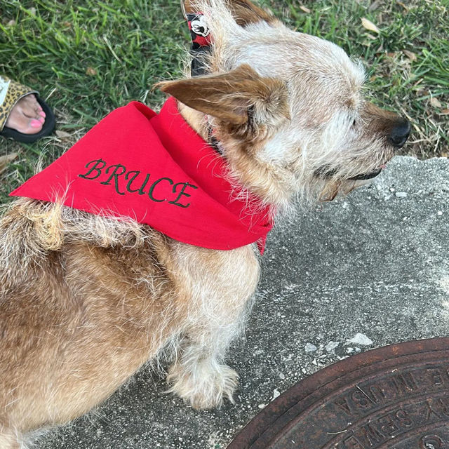 Picture of Custom Embroidered Pet Bandana - Personalized Bib for Dog and Cat with Embroidered Name