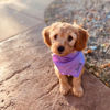 Picture of Custom Embroidered Pet Bandana - Personalized Bib for Dog and Cat with Embroidered Name