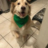 Picture of Custom Embroidered Pet Bandana - Personalized Bib for Dog and Cat with Embroidered Name