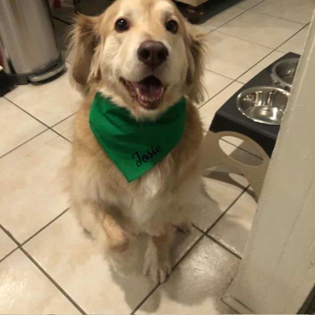 Picture of Custom Embroidered Pet Bandana - Personalized Bib for Dog and Cat with Embroidered Name