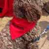 Picture of Custom Embroidered Pet Bandana - Personalized Bib for Dog and Cat with Embroidered Name